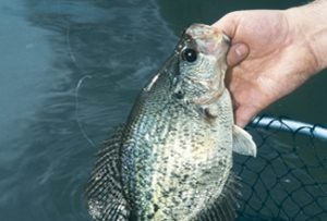 crappie-fish-horns-ferry-hideaway