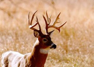 whitetail-deer-horns-ferry-hideaway
