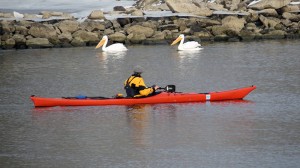 kayaking-pelicans-lake-red-rock-horns-ferry-hideaway  