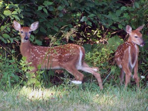 fawns-lake-red-rock-horns-ferry-hideaway   