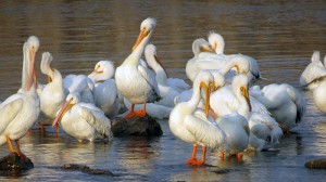 pod-of-pelican-preening-lake-red-rock-horns-ferry-hideaway   